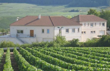 Chambre d'h&ocirc;tes n&deg;51G51104 Cramant - Marne - Les Grappes d'Or - Vue des vignes 